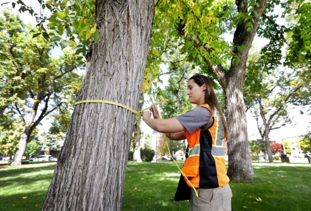 Long-term Urban Forestry Planning