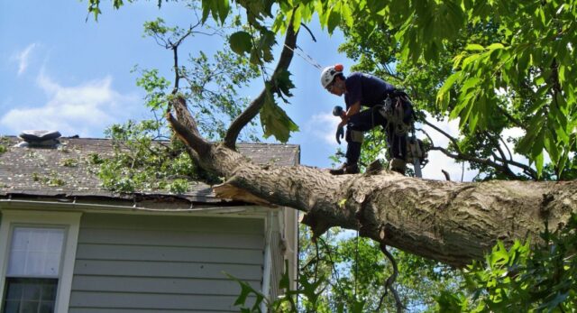 Post-Removal Site Rehabilitation