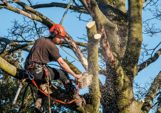 Professional Expertise in Tree Removal