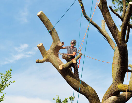 Tree Removal